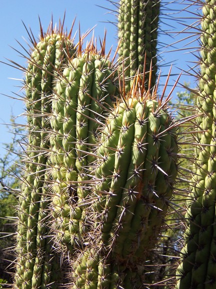 L'Alphabet de la Flore Cactus